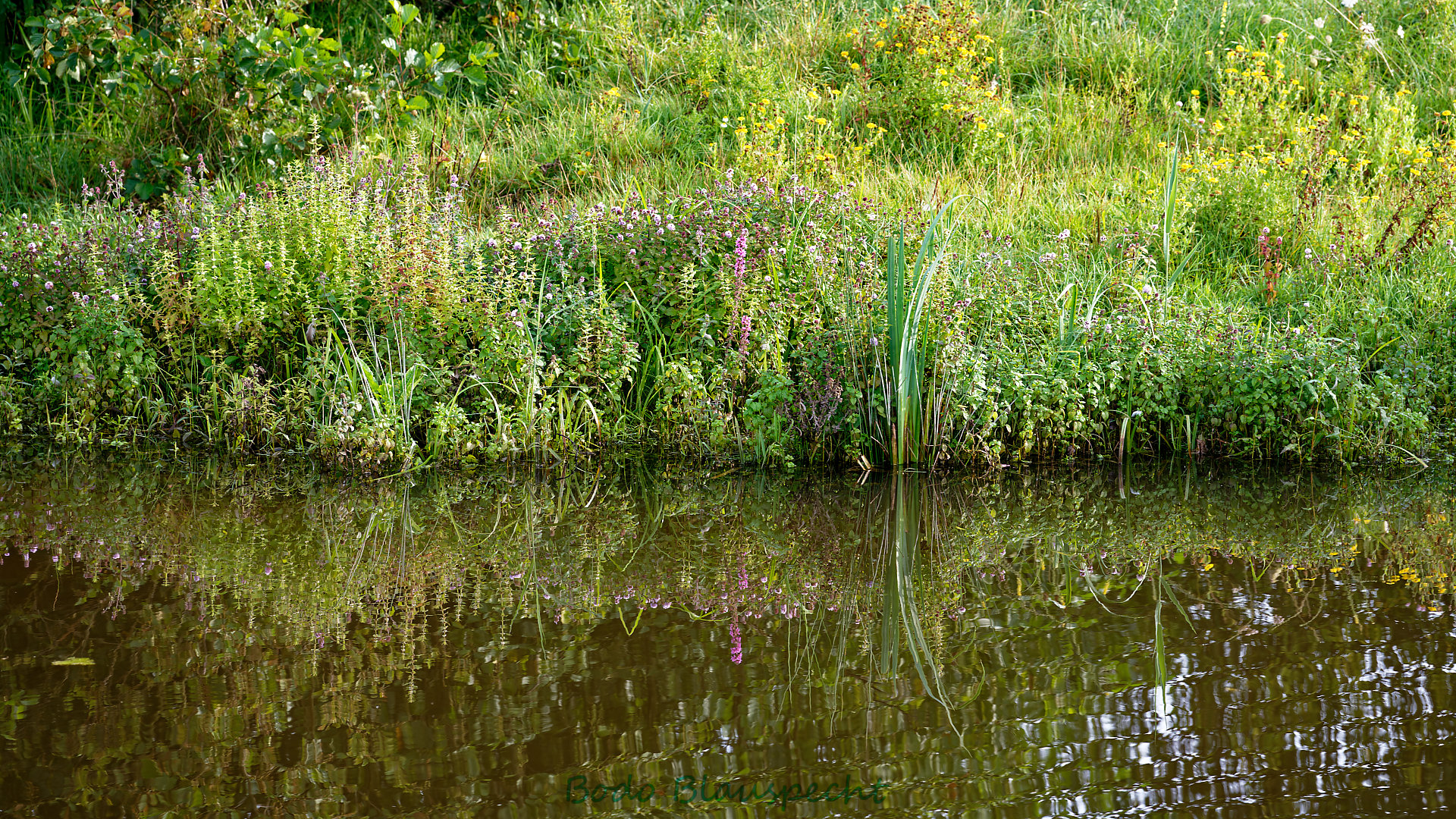 Pflanzen   Steveraue   2023.08.14 08.29 65 HD